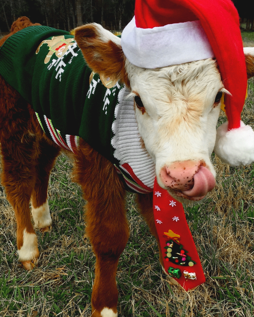 Picture for category Livestock 